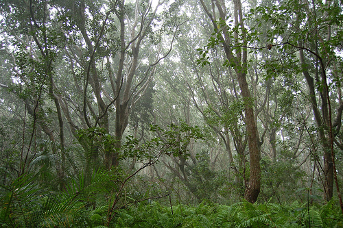 Jozani Chwaka Bay National Park